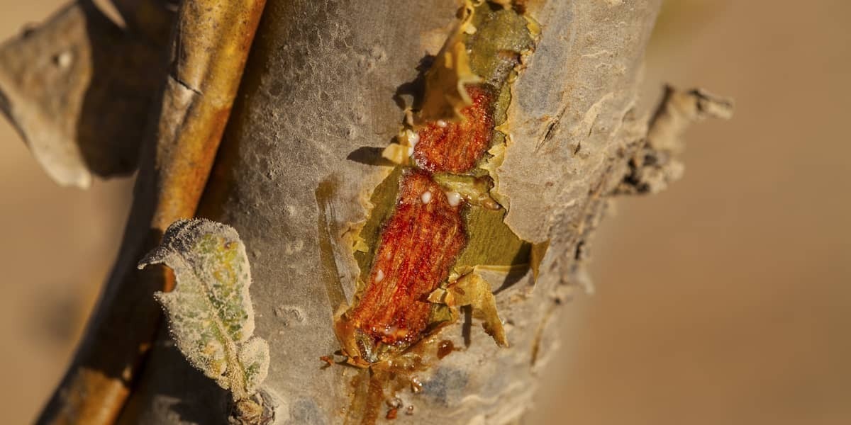 La résine du tronc du boswellia serrata 