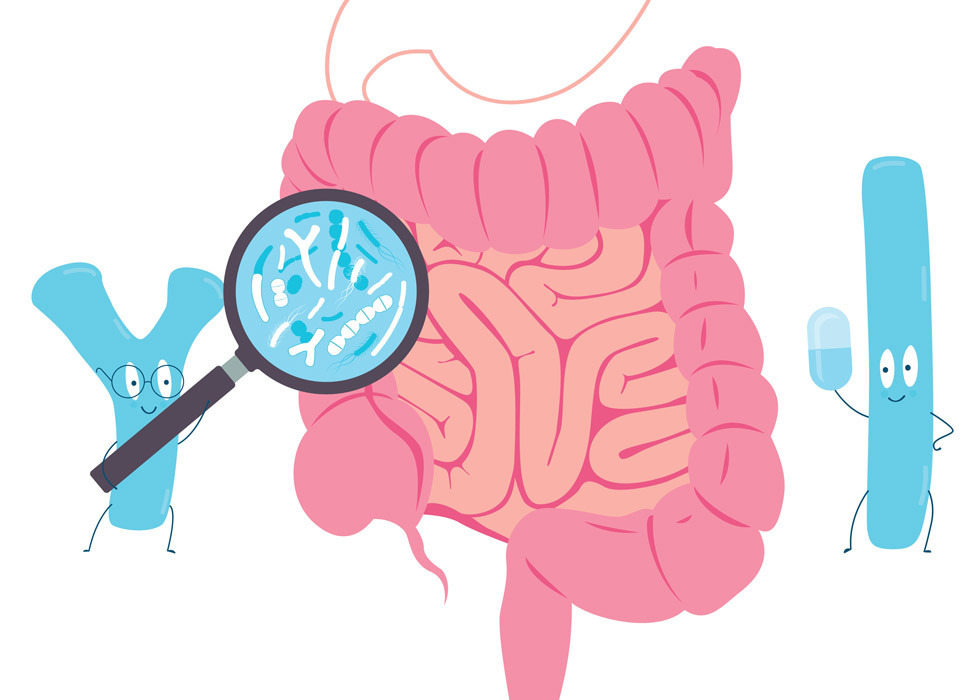 Bonnes bactéries intestinales