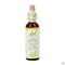 Bach Flower Remedie 35 White Chestnut 20ml