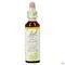 Bach Flower Remedie 35 White Chestnut 20ml