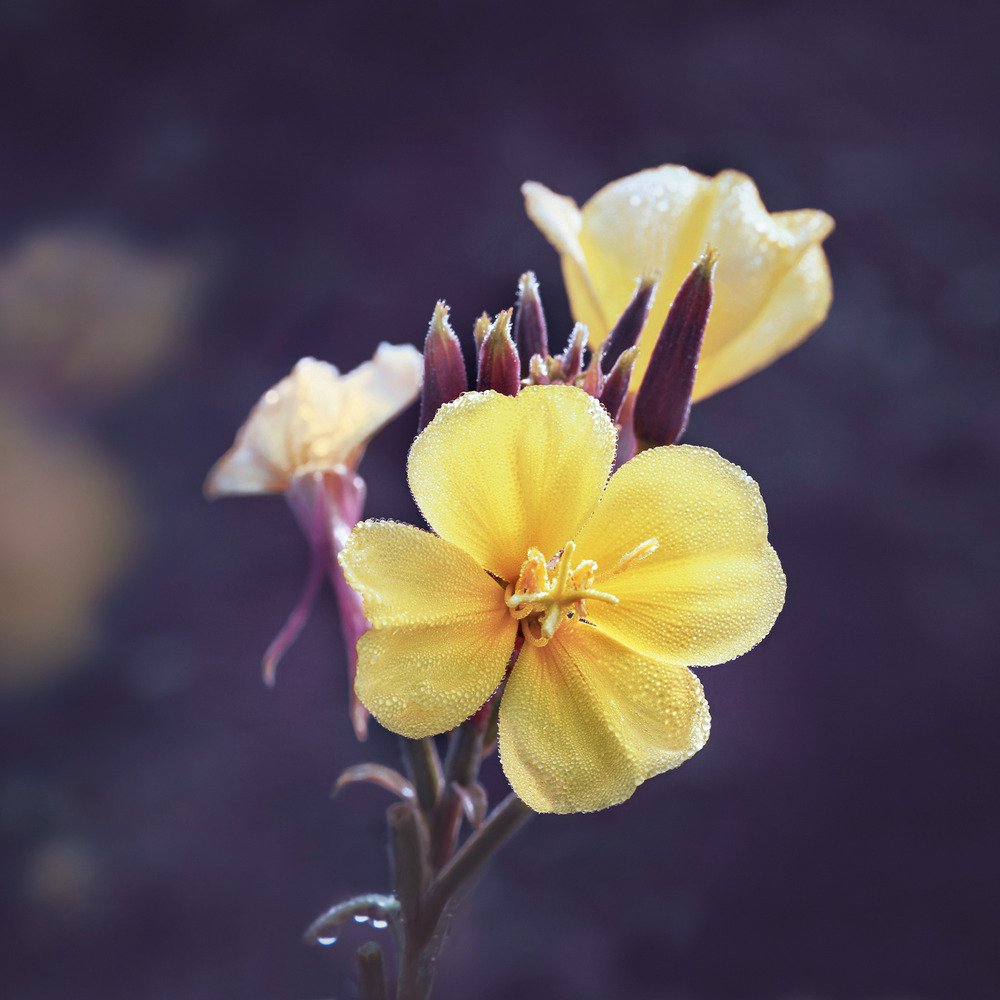 Weleda Onagre Serum Redensifiant 30ml