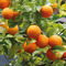 Weleda Shampoo & Bodywash 2en1 Orange 150ml