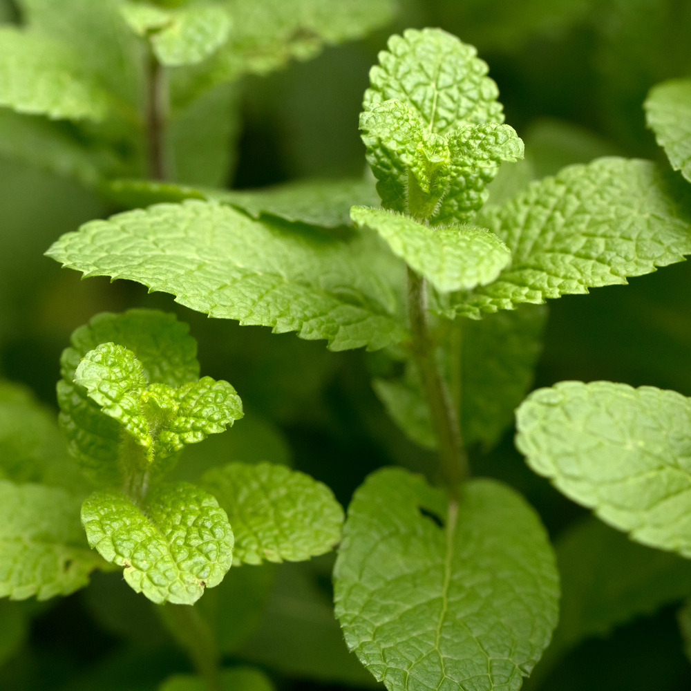 Weleda Kids Sh & Bodywash 2en1 Menthe Fraiche150ml