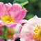 Weleda Lait Corporel Embellisant Rose Musquee200ml